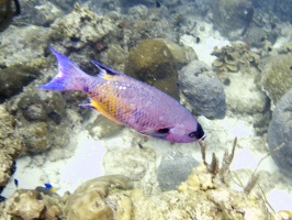 IMG 4182 Creole Wrasse